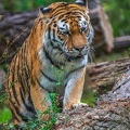 0350-siberian tiger