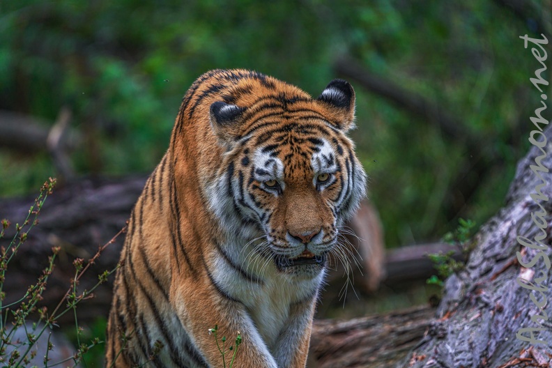 0351-siberian tiger.jpg