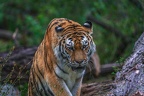0351-siberian tiger