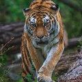 0352-siberian tiger