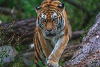 0352-siberian tiger
