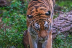 0356-siberian tiger