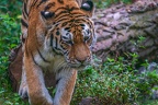0358-siberian tiger