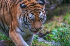 0365-siberian tiger