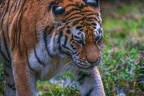 0369-siberian tiger