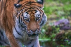 0376-siberian tiger