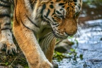 0388-siberian tiger