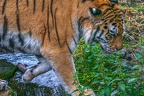 0391-siberian tiger