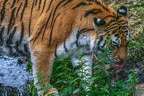 0393-siberian tiger