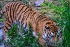0394-siberian tiger