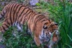 0395-siberian tiger