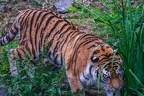 0396-siberian tiger
