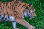0407-siberian tiger