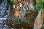 0408-siberian tiger