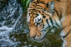 0412-siberian tiger