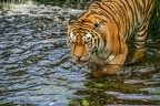 0419-siberian tiger