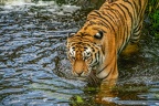 0421-siberian tiger