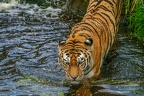 0423-siberian tiger