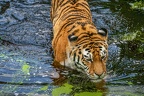 0428-siberian tiger