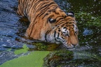 0431-siberian tiger
