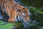 0434-siberian tiger