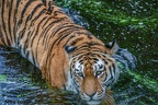 0441-siberian tiger