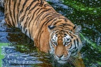 0442-siberian tiger