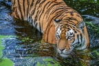 0444-siberian tiger