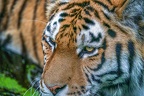 0452-siberian tiger
