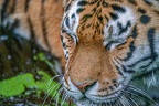 0454-siberian tiger