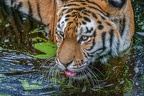 0460-siberian tiger