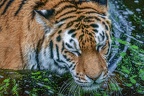 0476-siberian tiger