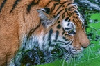 0480-siberian tiger