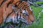 0482-siberian tiger