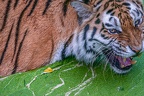 0490-siberian tiger