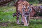 0502-siberian tiger