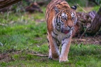 0504-siberian tiger
