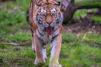 0517-siberian tiger