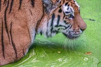0541-siberian tiger
