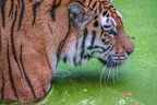0542-siberian tiger