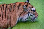 0544-siberian tiger