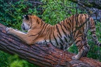 0554-siberian tiger