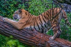 0555-siberian tiger