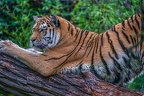 0560-siberian tiger