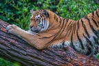 0563-siberian tiger