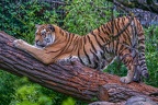 0564-siberian tiger