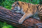 0576-siberian tiger