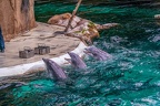 0602-bottlenose dolphin - dolphin show