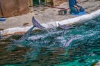 0607-bottlenose dolphin - dolphin show