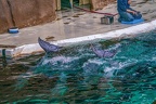 0608-bottlenose dolphin - dolphin show